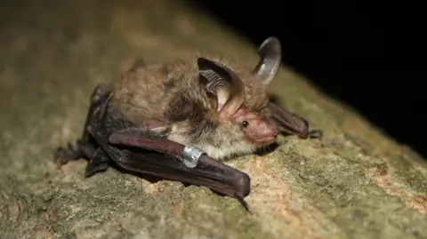 Royal Society of Wildlife Trusts A small brown fluffy bat with big ears sitting on a log with a small metal monitoring tag.