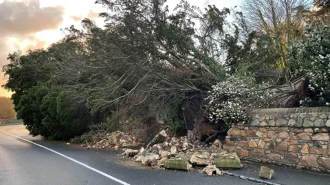 A tree which has fallen through a wall and is blocking a lane of a road