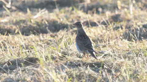 Save Middlewick Ranges A skylark at Middlewick Ranges in Colchester