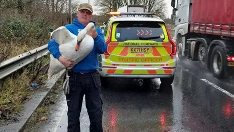 Wild Wings Birds of Prey Man holds a large swan in a motorway layby next to a National Highways vehicle.