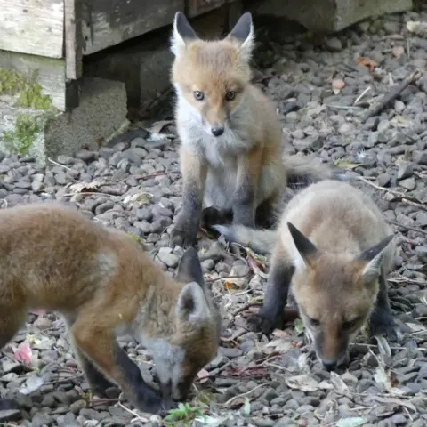 Ann Robin Three fox cubs on gravel and leaves.