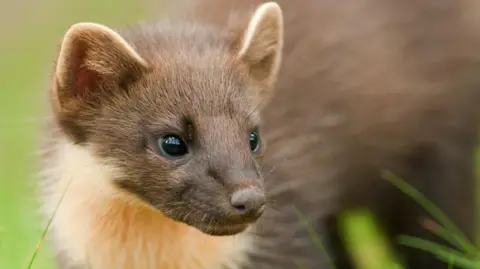 PA Media Pine marten with brown and white fur looking to the side