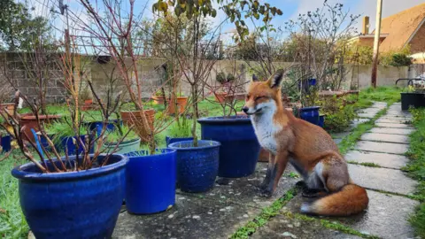 Orsolya Gaviczki A fox sat next to some plants in pots in a garden.