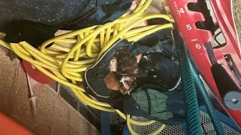 Precious Paws Cat Rescue An image showing three tiny kittens on top of a black fabric bag in a shed, surrounded by yellow wiring, a green hose, and red metal tool