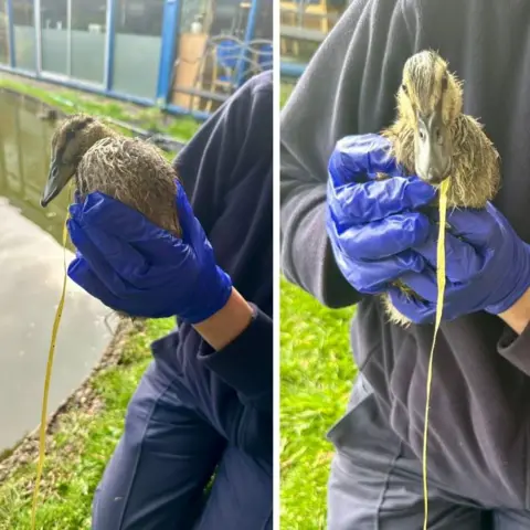 RSPCA Two photos side by side with a thin white line in the middle. They both show a duckling being held by a person in a navy blue uniform. Coming out of the duckling's mouth is a long yellow balloon string.