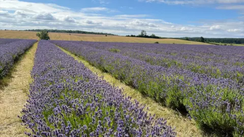 Rows of lavender in the field.
