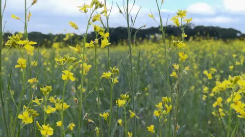 Flowers in flood plains