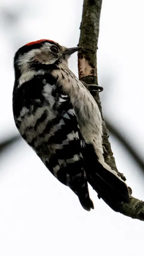 A black and white woodpecker.
