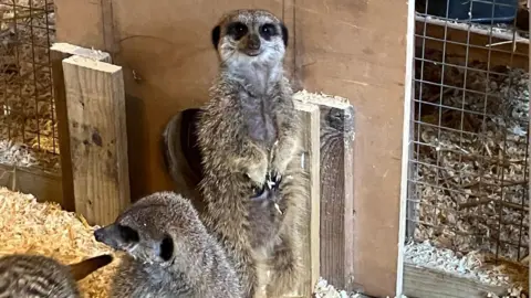 Two meerkats pictured at the Royal Oak Inn and Meerkat Retreat in Brockham, Surrey. The meerkats are all black and white, with a brown tinge. One meerkat is stood on its back legs. 