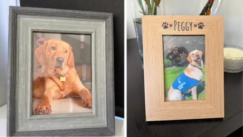 A composite image of picture frames with pictures of two dogs. The one on the left is a dark coloured blonde Labrador. The one on the right is of a light coloured white Labrador sitting down wearing a blue coat. The picture frame says Peggy at the top with paw prints.