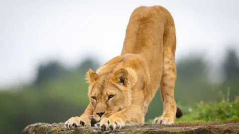 A female lion stretches out her front legs as she stands on a rock