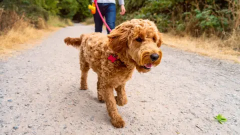 A dog walking on a gravel road