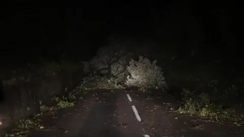 A nighttime scene of a narrow road illuminated by vehicle headlights. A large fallen tree lies across the road, with branches and foliage scattered around. 
