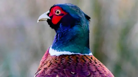 Pheasant