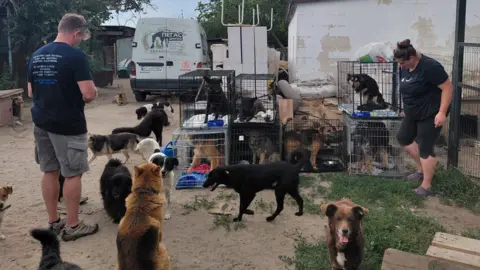 Nowzad Pen Farthing and a woman are surrounded by dogs on a sandy track next to a white building. Some of the dogs are in cages and others are walking around.