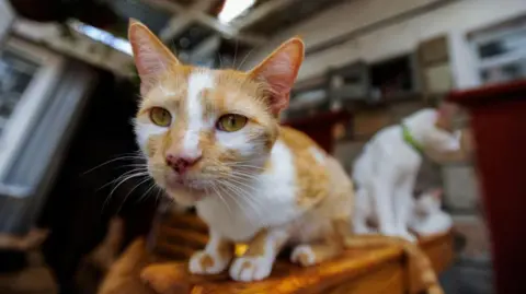 Cats are seen at the home of Rachael Kabue (51) in Nairobi, Kenya on February 16, 2023.