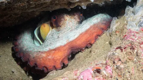 Olivia Langmead An octopus is hiding in a gap between the sandy seabed and a rock. Its eyes have large black pupils which are ringed with bright orange. Its head is a pale grey speckled with brown and orange markings. It has a tentacle wrapped around itself which is pale grey on the top and orange below, and studded with large suckers. In front of it on the seabed are bits of pink coral or rock and transparent sucker-shaped organisms.
