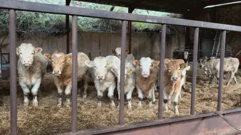 A herd of cattle in a barn.
