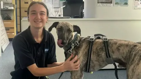 A RSPCA worker sits next to a speckled grey and brown greyhound. The dog is looking at the camera with its tongue out.