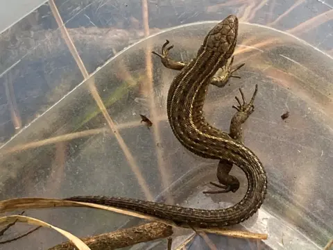 National Highways A lizard in a clear box