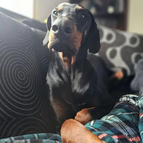 Pet Health Club Doberman dog Rocca resting on a sofa.