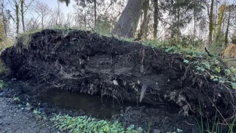 Exposed tree roots are on show as a conifer is blew over in a storm. The white roots can be seen among the dark brown soil. There is green grass over the top of the soil.