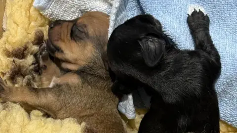 A brown puppy asleep next to a black puppy