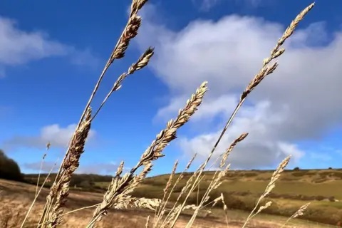 fiona A close up of wheat grass in a field.