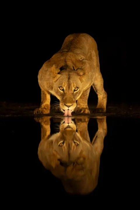 Peter Haygarth A striking photo of a lioness licking at water while making eye contact with the camera, the animal being perfectly reflected in the water. The background is entirely black and the gold-coloured animal is almost glowing 