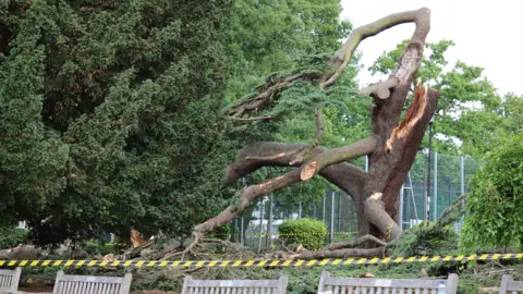In the foreground is black and yellow tape stretched across . The tree is still partly standing but some branches have fallen off. Its trunk is dark and thick. There are tennis court fences behind it and a series of wooden memorial benches in the foreground.