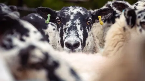 Getty Images A sheep with a black speckled face and green and yellow tags in its ears looks out from a group of sheep.