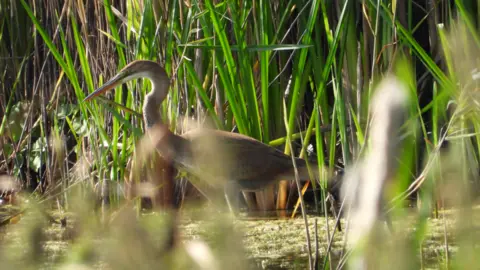 Jamie Lock A purple heron standing in sunshine amidst reeds on a sunny day