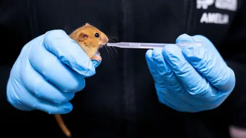 The image shows someone's gloved hands holding a dormouse and a small pipette, giving the dormouse liquid to drink. The person is wearing blue gloves and wearing a black jacket with blurred out white writing.