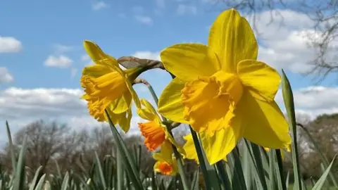 BBC Weather Watchers / Barbara Daffodils blossom in Bromley amid grass, against a blue sky with a few clouds 