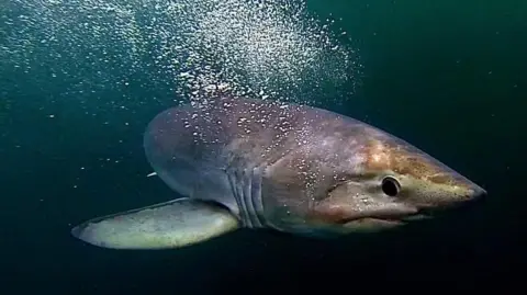 Andrew Alsop/Whitewater A female porbeagle shark swims underwater with air bubbles floating to the surface. Her skin is pinkish grey and she has a round black eye.