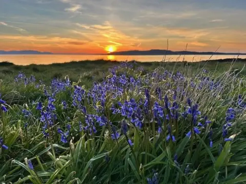 Barbara Florence An orange sunset with bluebells in the foreground and the sea in the background.