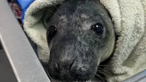 A close-up of Rocky the seal pup's face. He is dark grey and has black whiskers and big black eyes. He is wrapped in a fleecy blanket and is lying on a metal bed.