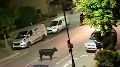 Cow about to be hit by a police car in Feltham