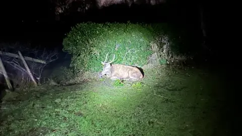 RSPCA The deer is sat in a field by a hedge with a touch light shining on it after being rescued.