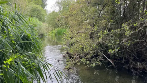 A river surrounded by reeds and trees. Picture looks down the river, large trees line it in the distance. Cloudy sky.