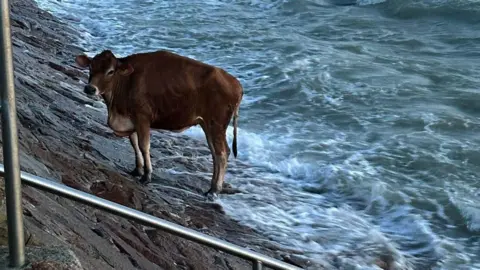 One brown Jersey cow seen standing on the sea wall.