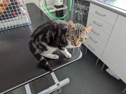 RSPCA Apley the kitten