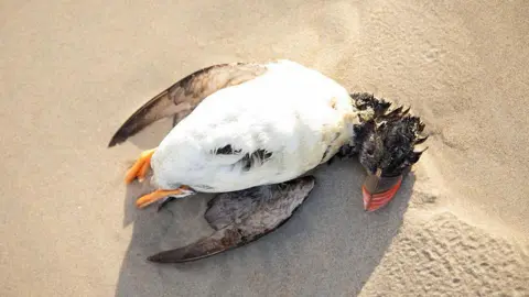 AFP via Getty Images A dead puffin is washed up on a sandy beach in Brittany in France. The puffin is lifeless on its back baring its white body. Its red beak and yellow legs are visible.  