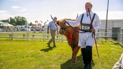 Kent County Show A prize bull is led around a display ring at the Kent County Showground in Detling, Maidstone, by an attendant wearing dark trousers, a white coat and a white shirt and dark tie, with the number 57 on their chest. A judge, wearing green cords, a blue shirt and a dark tie, is examining the bull from behind.