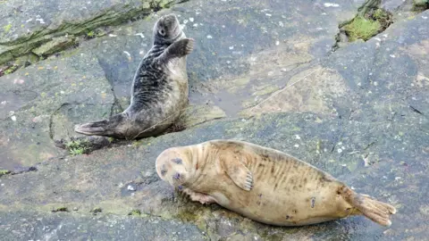 BBC Weather Watchers / Figaro Two seals are laying on a mossy rock. The one on the left is smaller and grey and has its right flipper in the air. The light brown seal on the right is larger and is facing the camera.