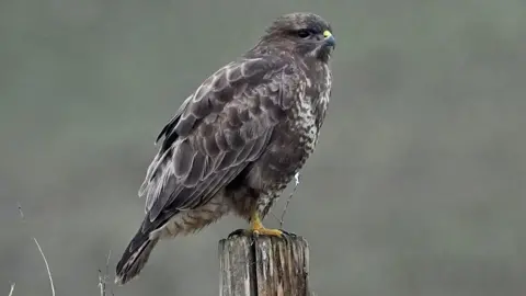 PA Media A common buzzard sits on a fence post looking to the right. It has yellow feet and brown plumage which is whiter on the edges.