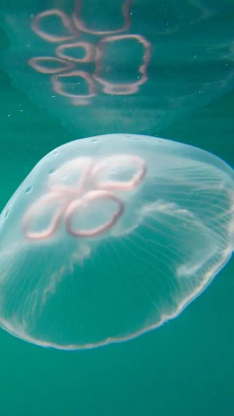 Moon jellyfish