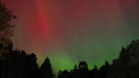 A picture of the northern lights. The sky bright pink at the top of the image and green light beams stretch from the bottom to the top of the picture with the outline of evergreen trees all along the bottom. 