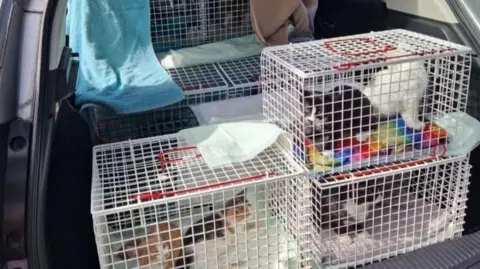 Anna Seymour A number of pet cages are in the back of a car. Each cage contains at least one cat and blankets.