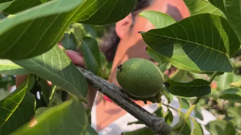 Julie Kleeman A walnut on the walnut tree.
